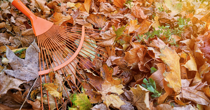 Your Autumn Garden Checklist - Stihl Shop Geebung